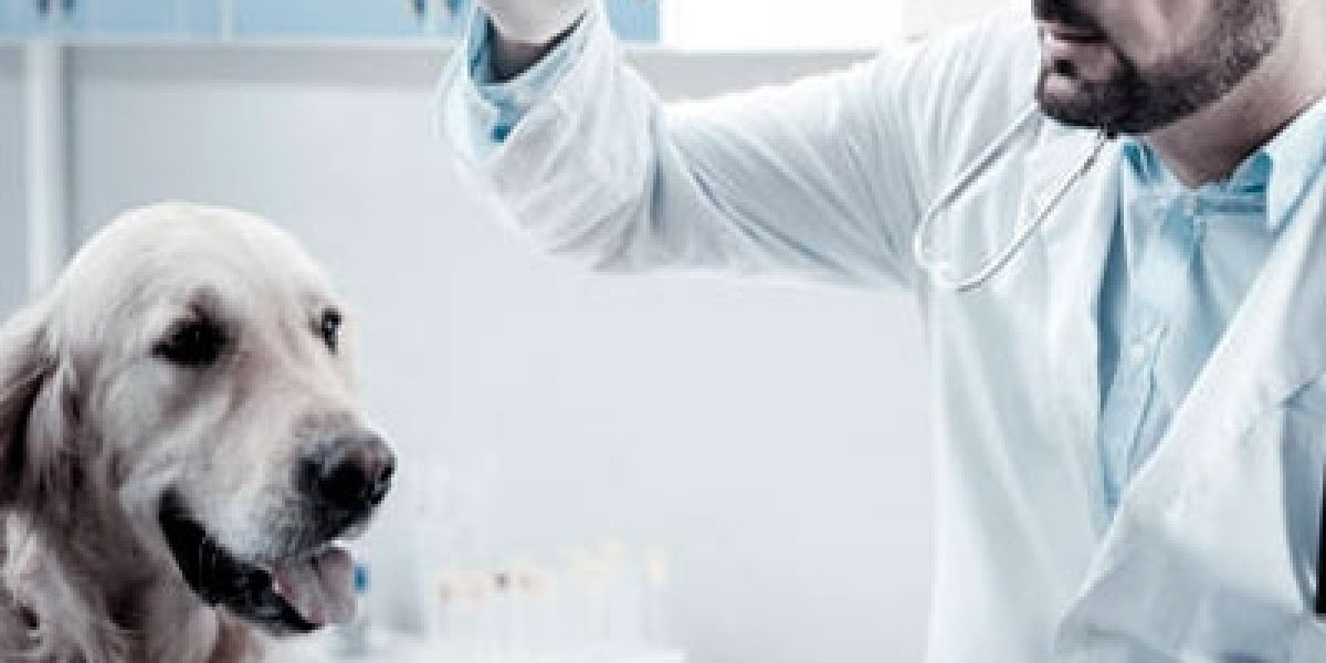 Understanding Blood Tests For Dogs: Blood Chemistry, CBC, & More Dr Buzby's ToeGrips for Dogs