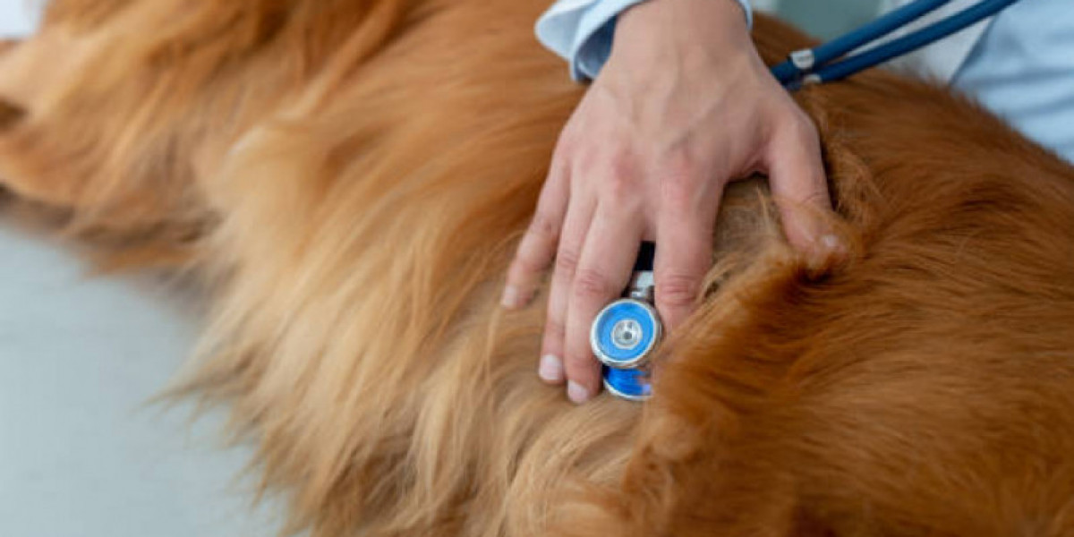 Dog Allergy Testing: What Pet Parents Should Know DodoWell