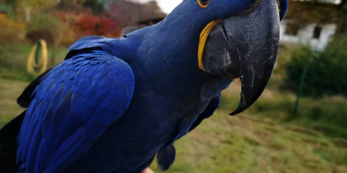 15 Secretly Funny People In Glaucous Macaw